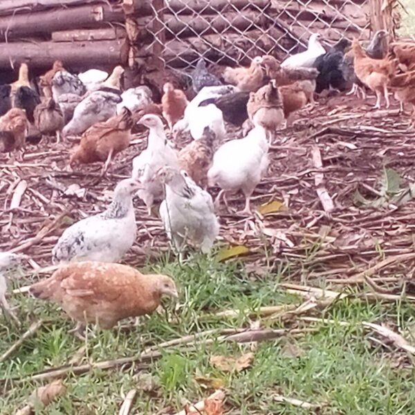 Improved kienyeji Karri