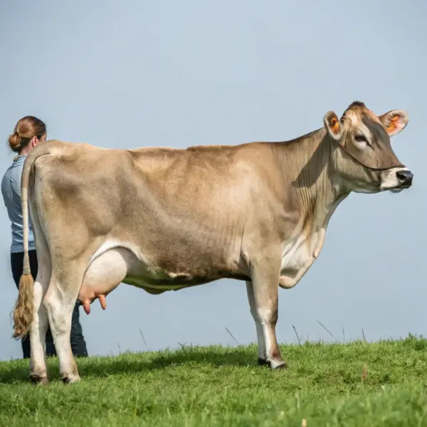 Dairy Cattle - Holstein