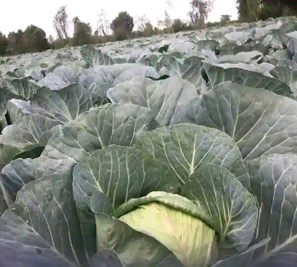 CABBAGE PRUKTO