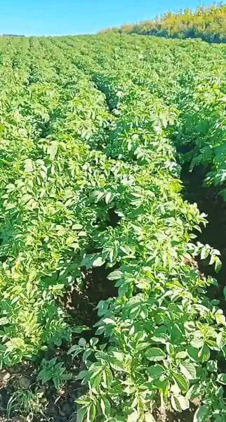 POTATOES ALMOST READY
