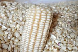 Dry  Maize